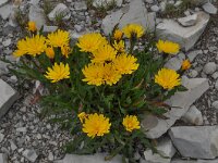 Leontodon montanus ssp montanus 9, Saxifraga-Harry Jans