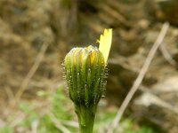 Leontodon pyrenaicus 9, Saxifraga-Rutger Barendse