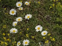 Leucanthemum graminifolium 3, Saxifraga-Jan van der Straaten