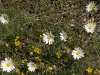 Leucanthemum graminifolium 5, Saxifraga-Jan van der Straaten
