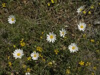 Leucanthemum graminifolium 6, Saxifraga-Jan van der Straaten