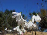 Leucojum trichophyllum 10, Saxifraga-Ed Stikvoort