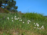 Leucojum trichophyllum 11, Saxifraga-Ed Stikvoort