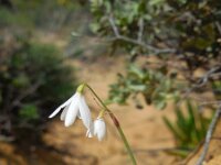 Leucojum trichophyllum 12, Saxifraga-Ed Stikvoort