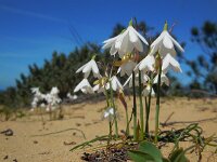 Leucojum trichophyllum 13, Saxifraga-Ed Stikvoort