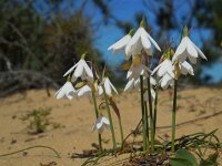 Leucojum trichophyllum 14, Saxifraga-Ed Stikvoort