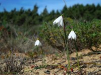 Leucojum trichophyllum 15, Saxifraga-Ed Stikvoort