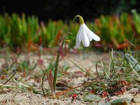 Leucojum trichophyllum 16, Saxifraga-Ed Stikvoort