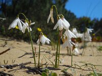 Leucojum trichophyllum 17, Saxifraga-Ed Stikvoort