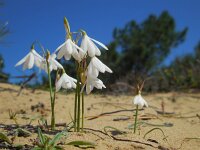 Leucojum trichophyllum 18, Saxifraga-Ed Stikvoort