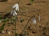 Leucojum trichophyllum 2, Saxifraga-Jan van der Straaten