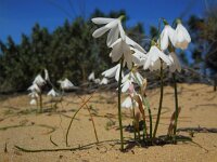 Leucojum trichophyllum 8, Saxifraga-Ed Stikvoort