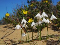 Leucojum trichophyllum 9, Saxifraga-Ed Stikvoort