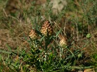 Leuzea conifera 3, Saxifraga-Dirk Hilbers