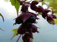 Leycesteria formosa 4, Fazantenbes, Saxifraga-Rutger Barendse