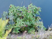 Leycesteria formosa 6, Fazantenbes, Saxifraga-Rutger Barendse