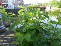 Leycesteria formosa 7, Fazantenbes, Saxifraga-Rutger Barendse