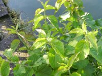 Leycesteria formosa 8, Fazantenbes, Saxifraga-Rutger Barendse