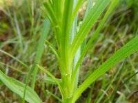Liatris spicata 4, Saxifraga-Rutger Barendse