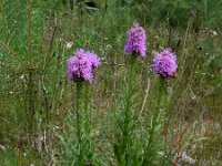 Liatris spicata 5, Saxifraga-Rutger Barendse