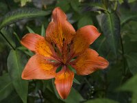 Lilium hollandicum 2, Saxifraga-Willem van Kruijsbergen