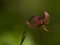 Turkse lelie  Lilium martagon