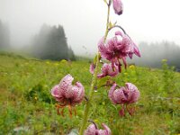 Lilium martagon 28, Turkse lelie, Saxifraga-Ed Stikvoort