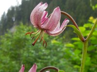 Lilium martagon 30, Turkse lelie, Saxifraga-Ed Stikvoort