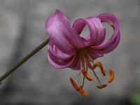 Lilium martagon 45, Turkse lelie, Saxifraga-Harry Jans  Lilium martagon