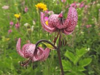 Lilium martagon 46, Turkse lelie, Saxifraga-Harry Jans