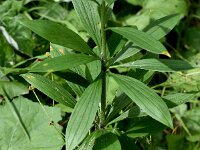 Lilium martagon 51, Turkse lelie, Saxifraga-Sonja Bouwman  Turkse lelie - Lilium martagon - Liliaceae familie; Kreuzbergpass (I)