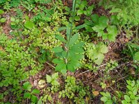 Lilium martagon 55, Turkse lelie, Saxifraga-Hans Grotenhuis
