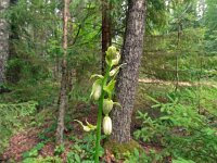 Lilium martagon 56, Turkse lelie, Saxifraga-Hans Grotenhuis