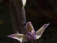 Limodorum abortivum 2, Saxifraga-Marijke Verhagen