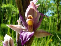 Limodorum abortivum 21, Saxifraga-Hans Grotenhuis