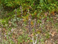 Limodorum abortivum 24, Saxifraga-Hans Grotenhuis