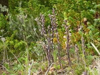 Limodorum abortivum 25, Saxifraga-Hans Grotenhuis