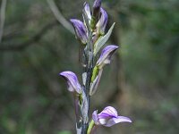 Limodorum abortivum 7, Saxifraga-Jeroen Willemsen