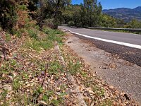 Limodorum trabutianum 3, Saxifraga-Hans Dekker