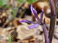 Limodorum trabutianum 4, Saxifraga-Hans Dekker
