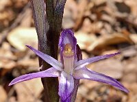 Limodorum trabutianum 5, Saxifraga-Hans Dekker