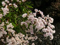 Limonium pectinatum 3, Saxifraga-Hans Grotenhuis
