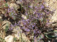 Limonium serotinum 2, Saxifraga-Jasenka Topic