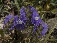 Limonium sinuatum 11, Saxifraga-Willem van Kruijsbergen