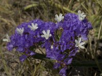 Limonium sinuatum 13, Saxifraga-Willem van Kruijsbergen