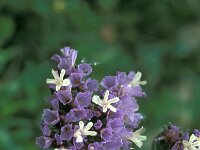 Limonium sinuatum 2, Saxifraga-Jan van der Straaten