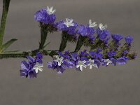 Limonium sinuatum 8, Saxifraga-Willem van Kruijsbergen