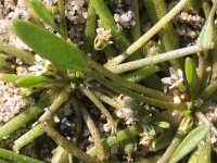 Limosella aquatica 16, Slijkgroen, Saxifraga-Rutger Barendse