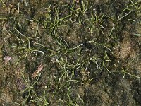 Limosella aquatica 4, Slijkgroen, Saxifraga-Peter Meininger