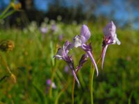 Linaria algarviana 11, Saxifraga-Ed Stikvoort